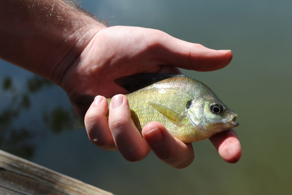 Come fishing down at the lake! Lakestore Marina, Winnsboro Texas